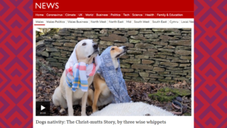 Dog Nativity - Gellionnen Chapel